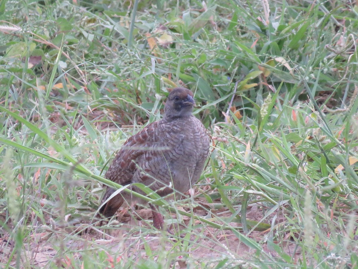 Francolin gris - ML38119731