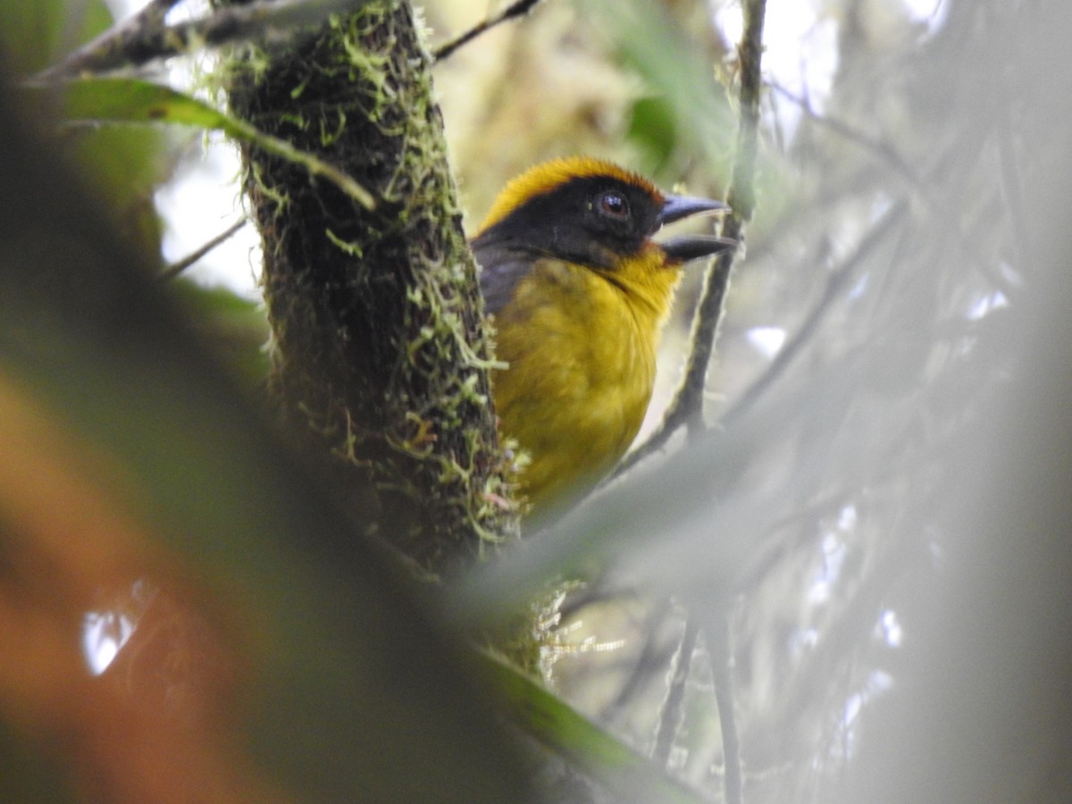 Tricolored Brushfinch - ML381198431