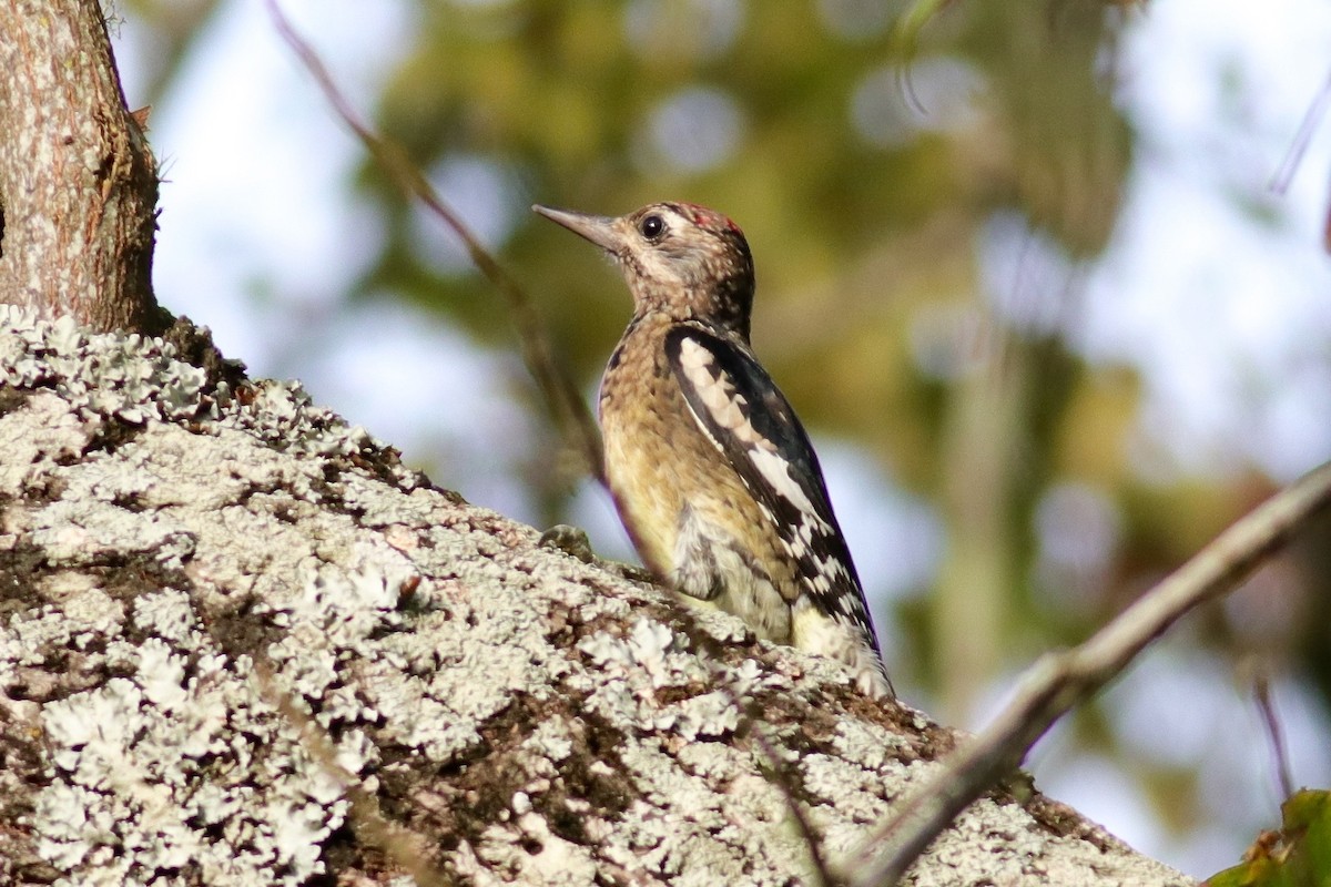 Yellow-bellied Sapsucker - Ronald Newhouse