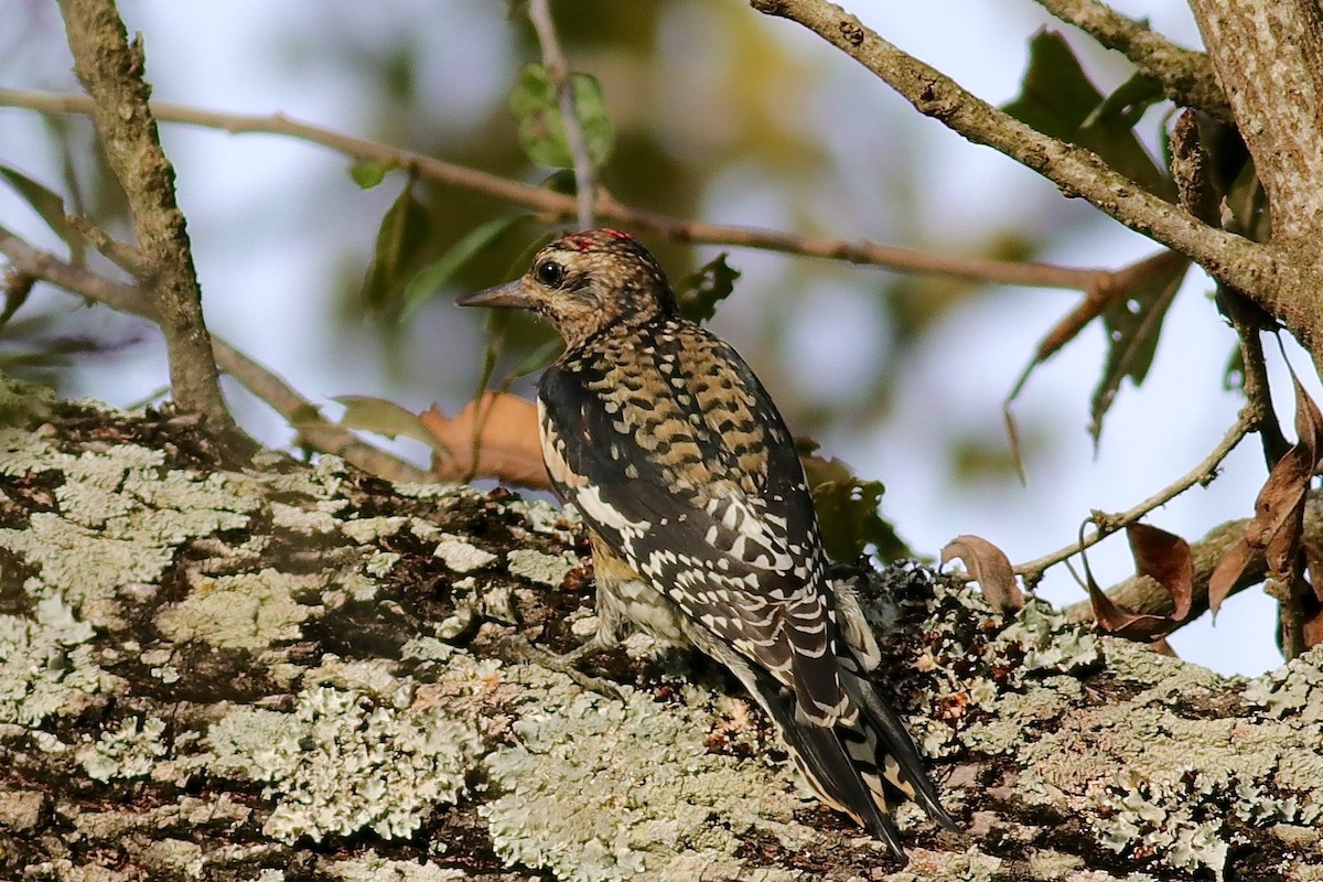 Yellow-bellied Sapsucker - Ronald Newhouse