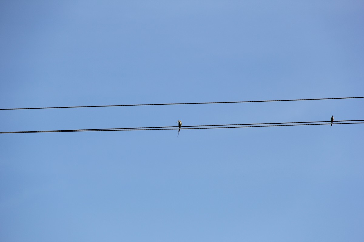 White-throated Bee-eater - ML381200971