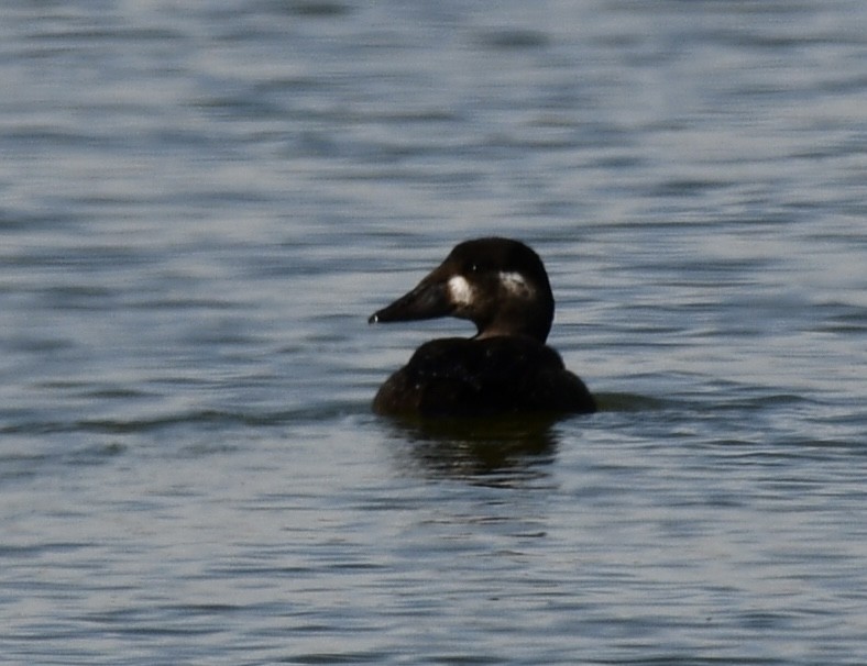 Surf Scoter - ML381201941