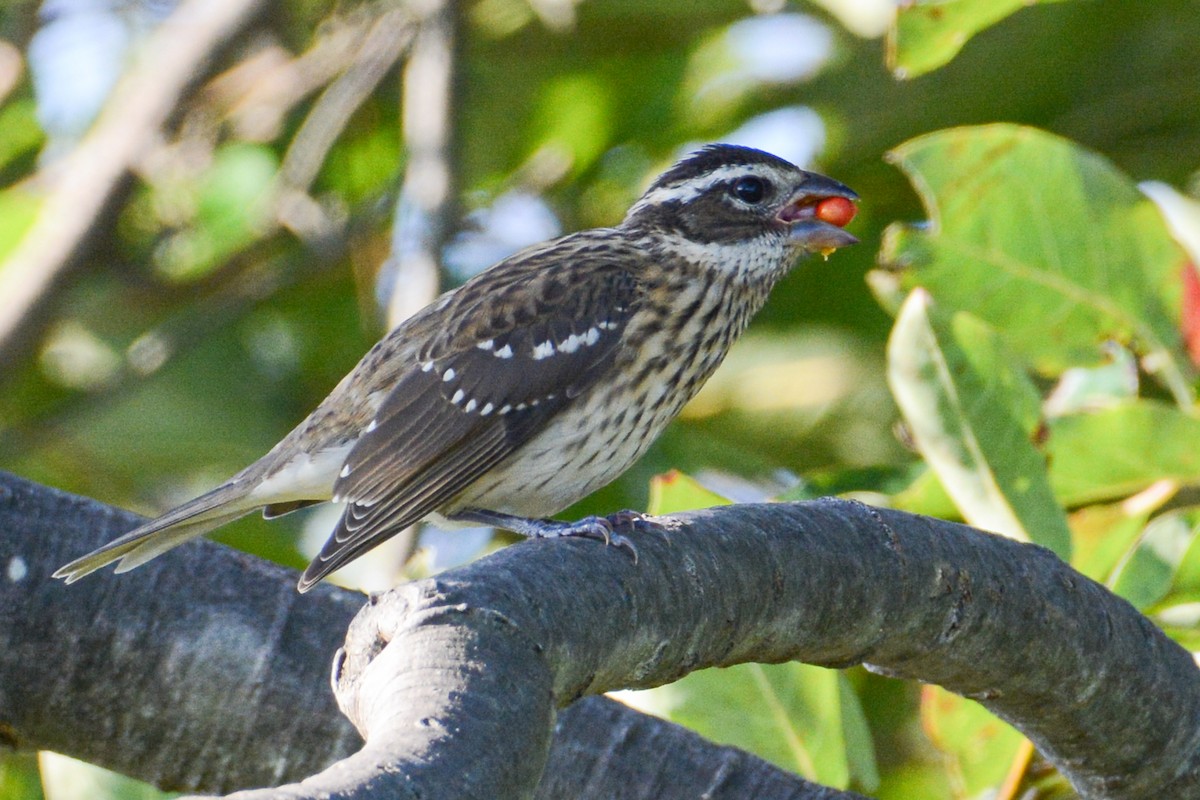 Rose-breasted Grosbeak - ML381202201