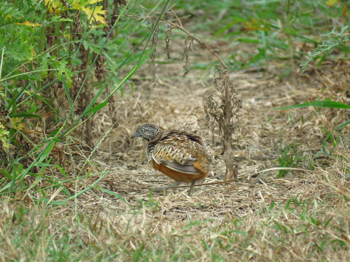 Barred Buttonquail - ML38120241