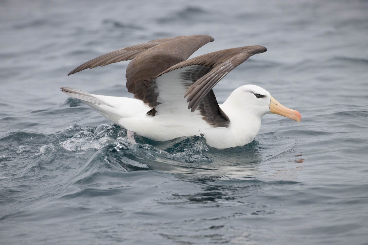Black-browed Albatross - Claudio Véliz