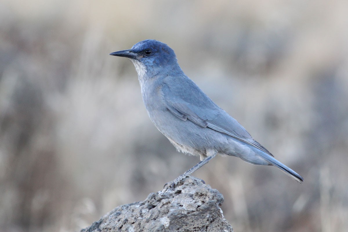 Pinyon Jay - Noah Strycker