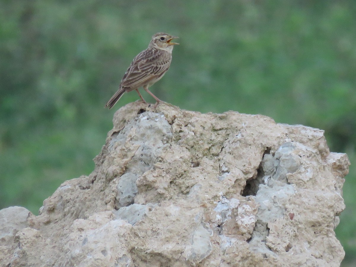 Singing Bushlark (Singing) - ML38120381