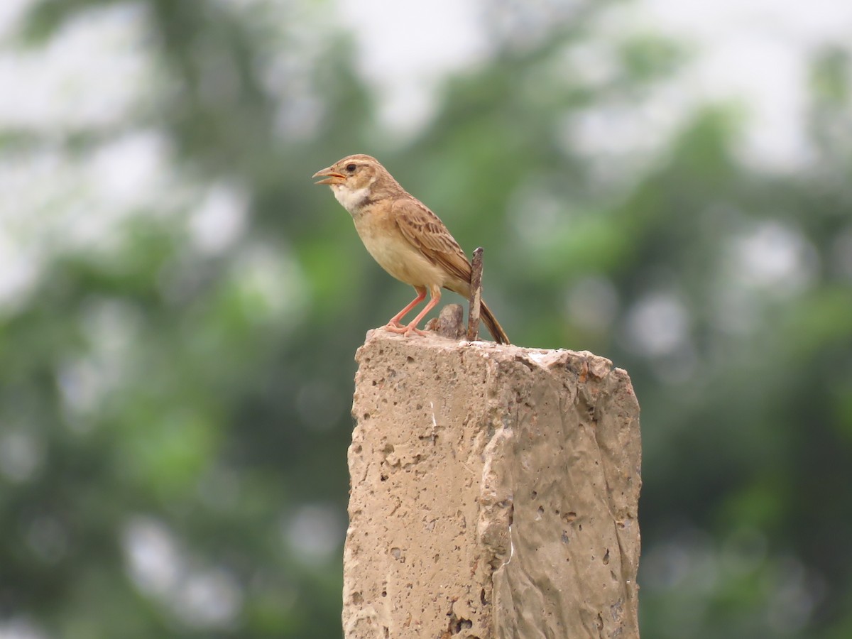 Singing Bushlark (Singing) - ML38120391