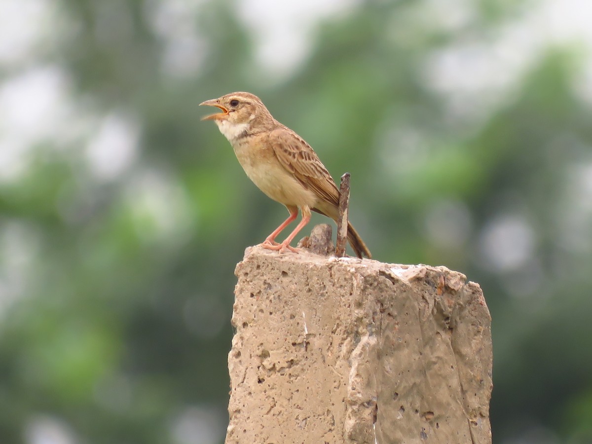 Singing Bushlark (Singing) - ML38120401