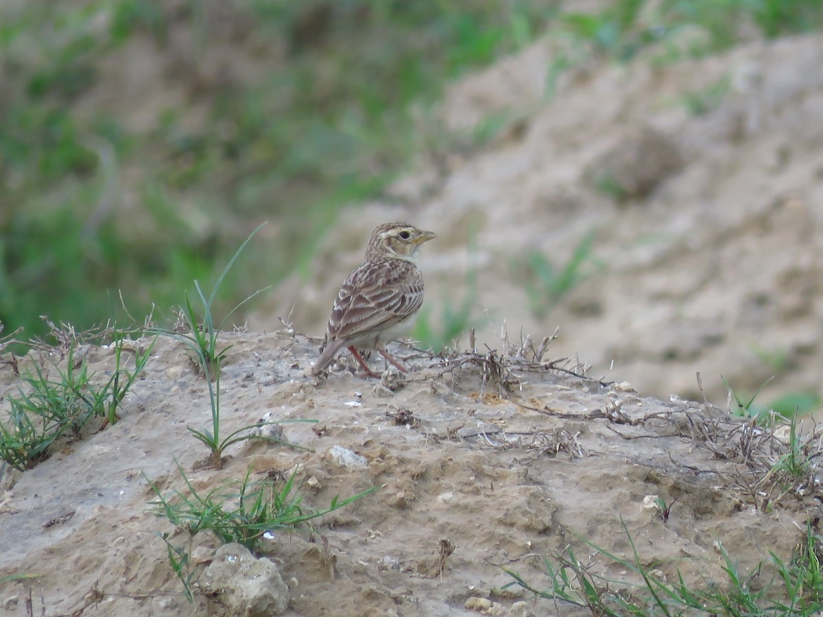 Singing Bushlark (Singing) - ML38120411