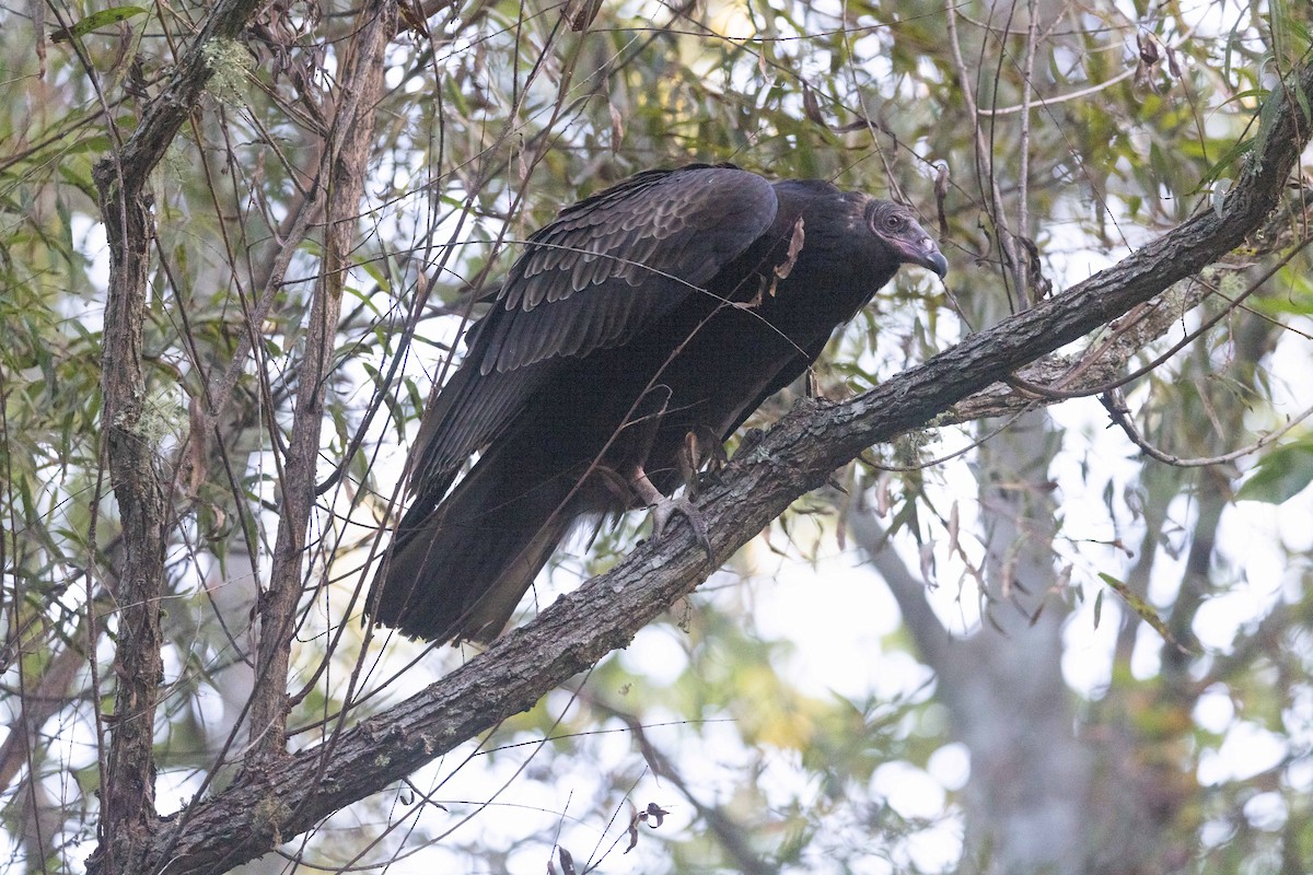 Turkey Vulture - ML381204461