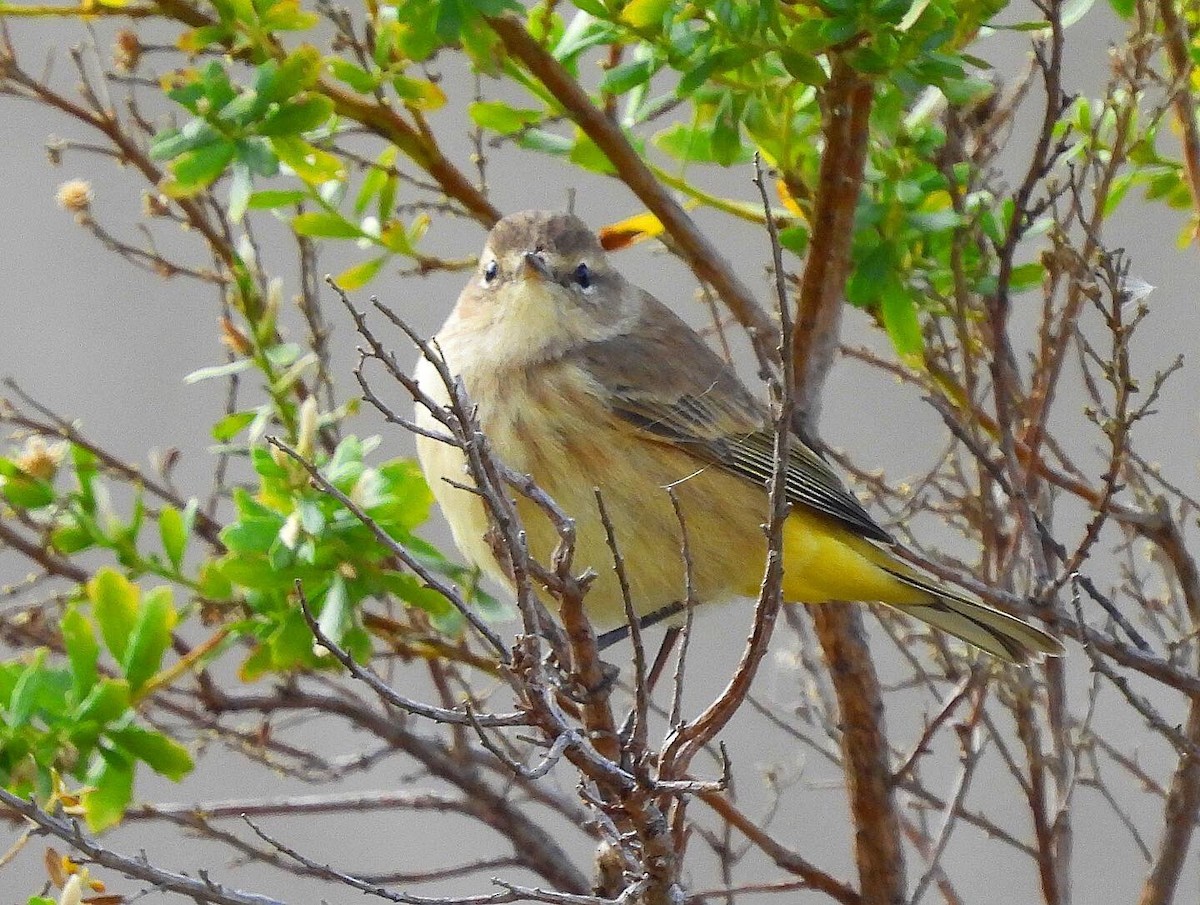 Palm Warbler - ML381204661