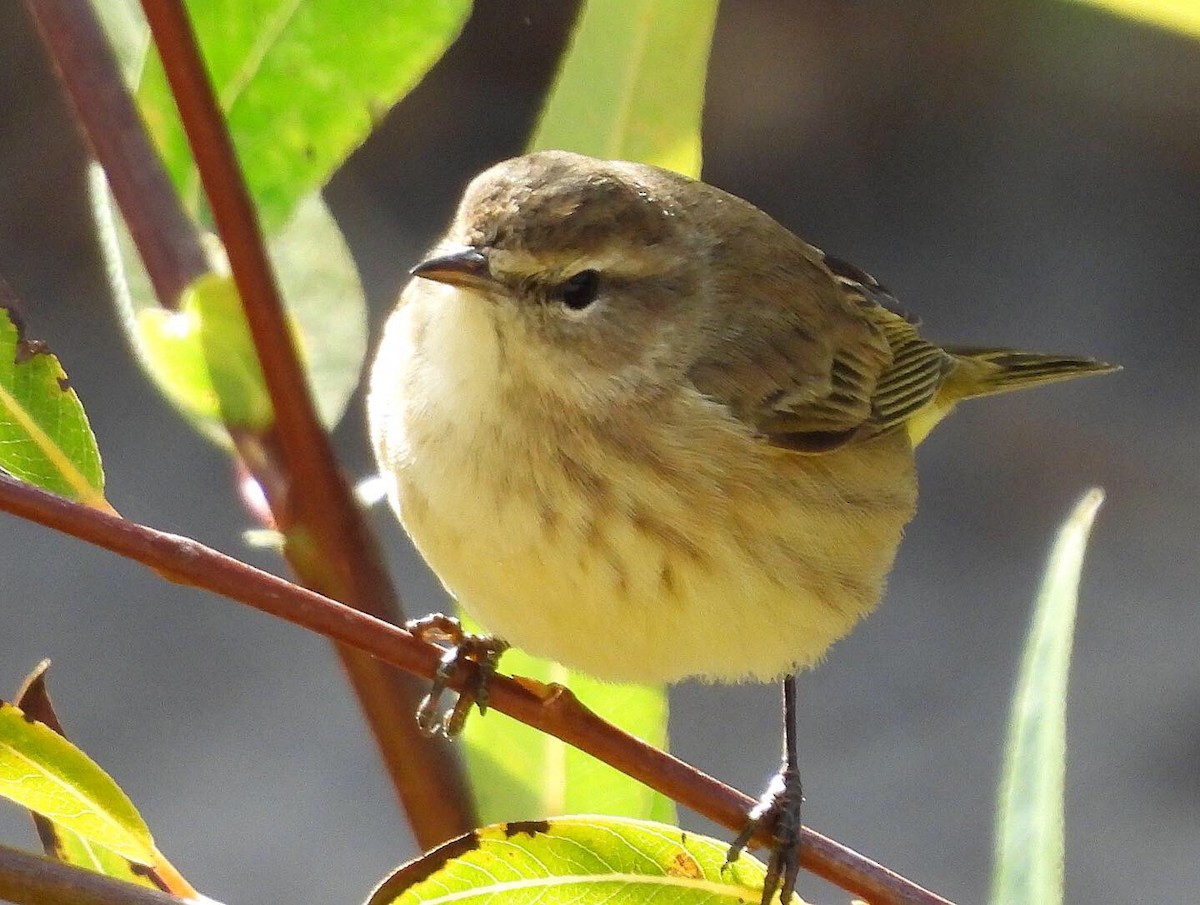 Palm Warbler - ML381204731