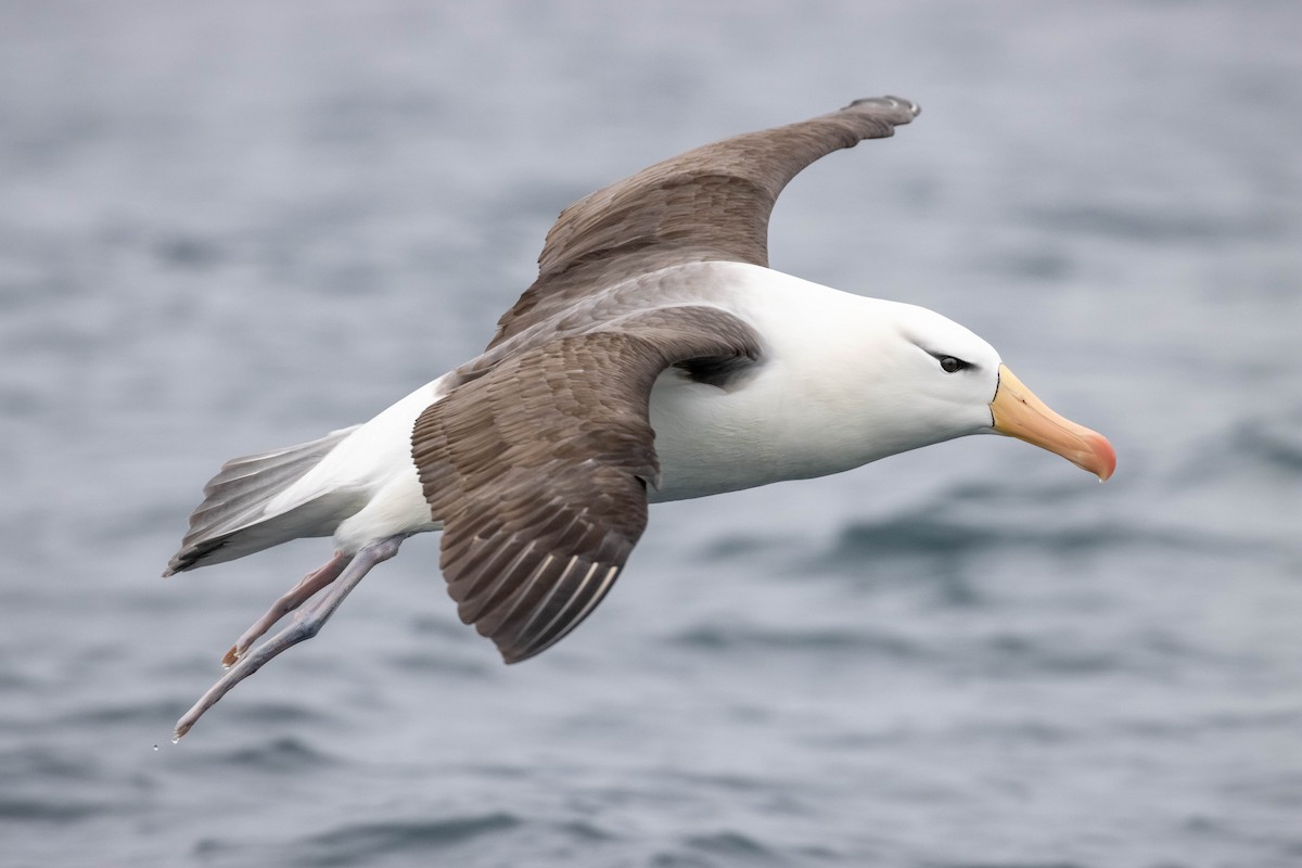 Black-browed Albatross - Claudio Véliz