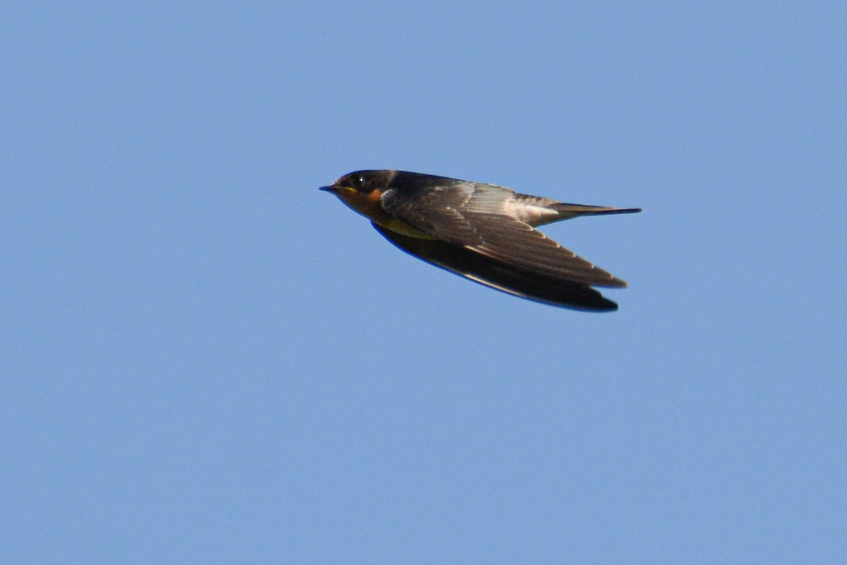 Barn Swallow - ML381205621