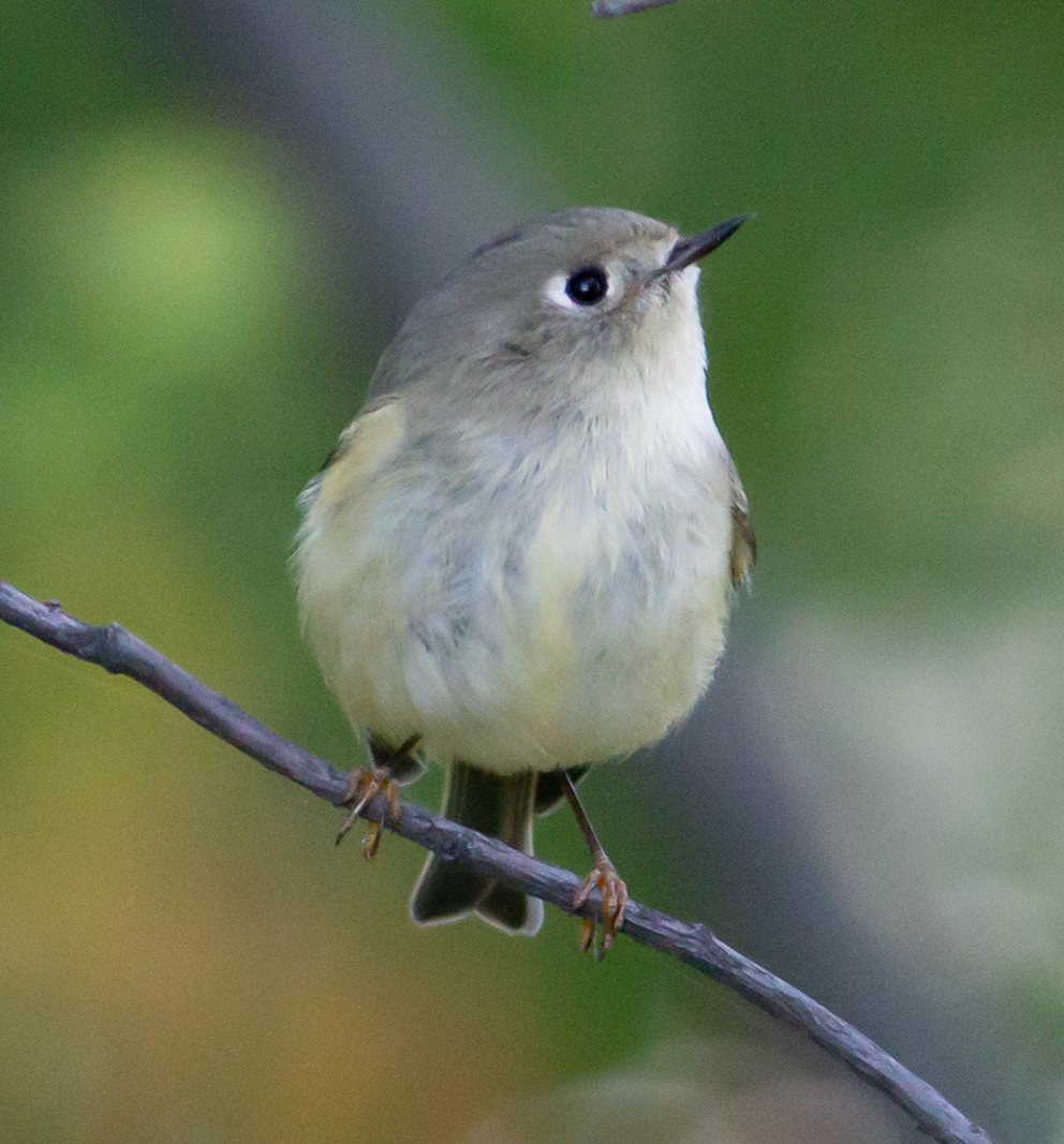 Ruby-crowned Kinglet - ML381206451