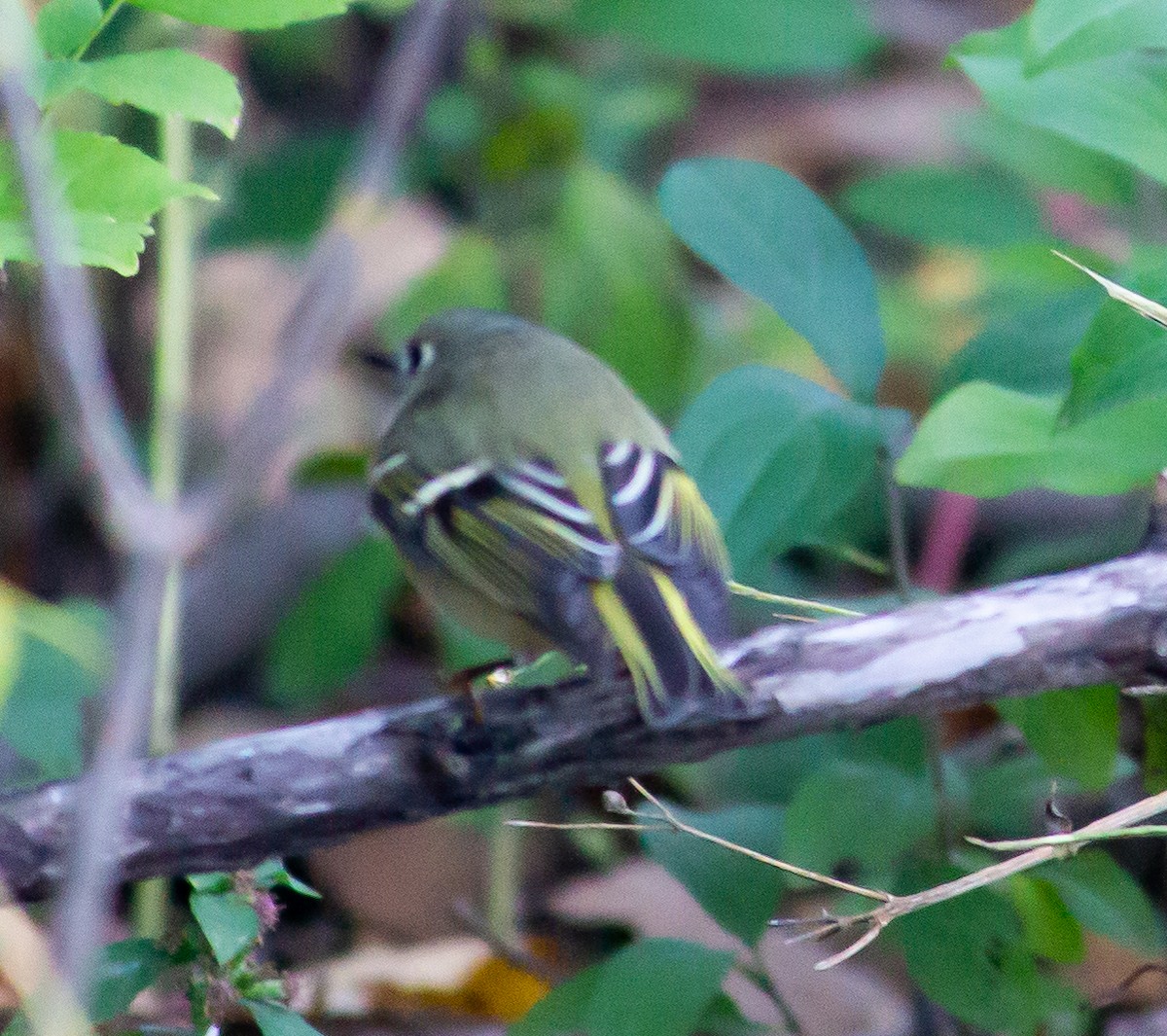 Ruby-crowned Kinglet - ML381206521