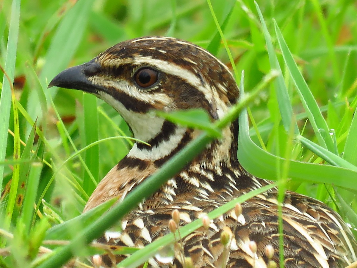 Rain Quail - ML38120771