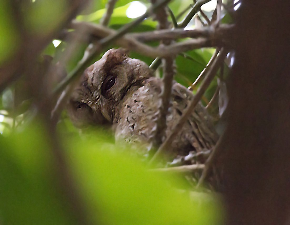 Philippine Scops-Owl - ML381208151