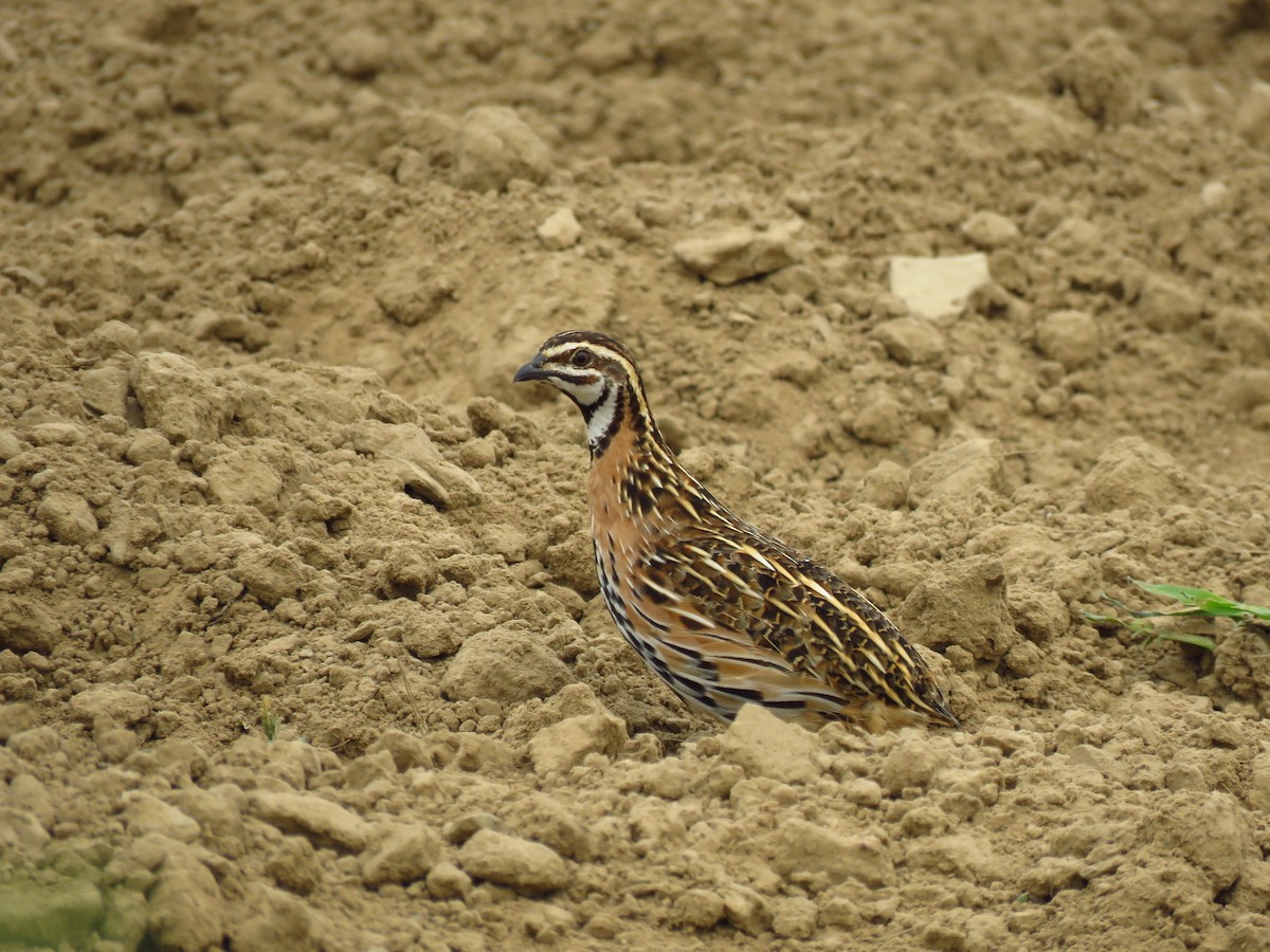 Rain Quail - ML38120841