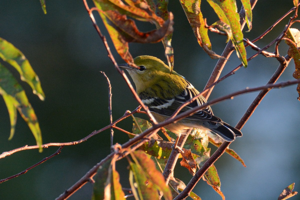 Bay-breasted Warbler - ML381208791