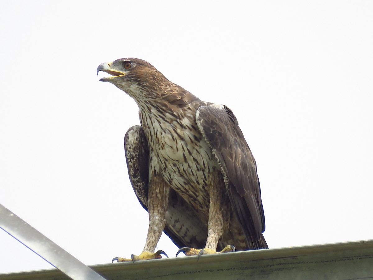 Bonelli's Eagle - ML38120891