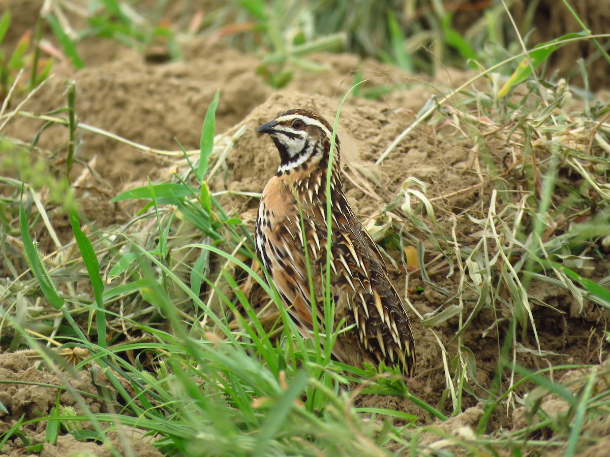 Rain Quail - ML38120911