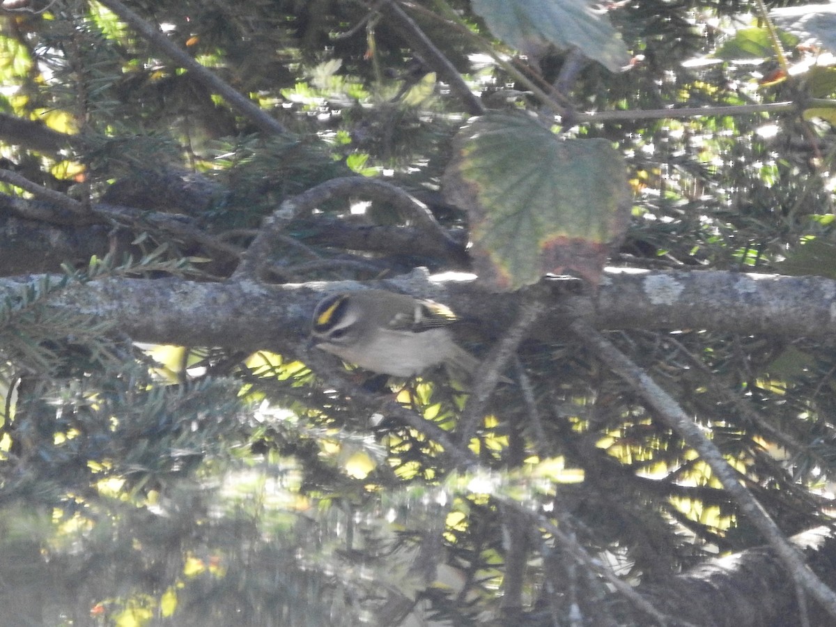 Golden-crowned Kinglet - ML381209281