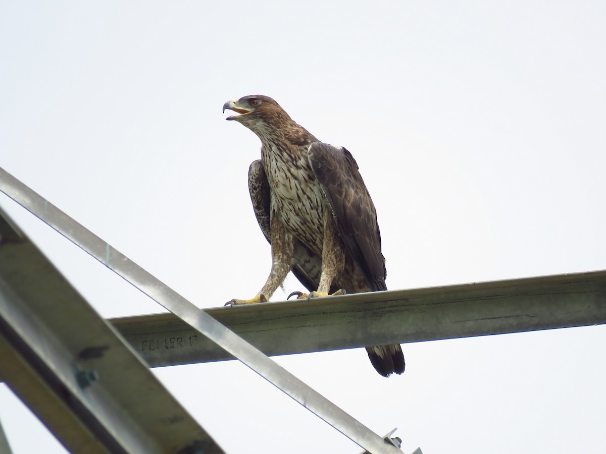 Bonelli's Eagle - ML38120941