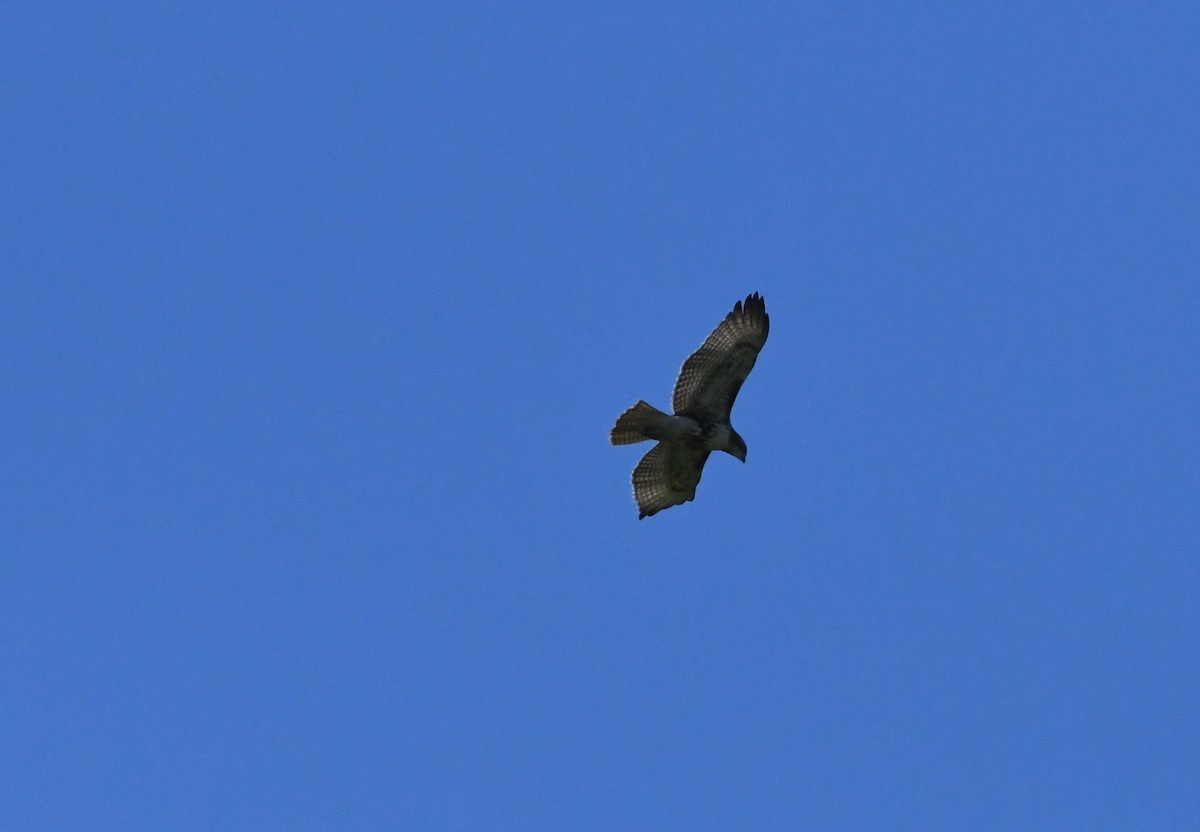 Red-tailed Hawk - ML381209451