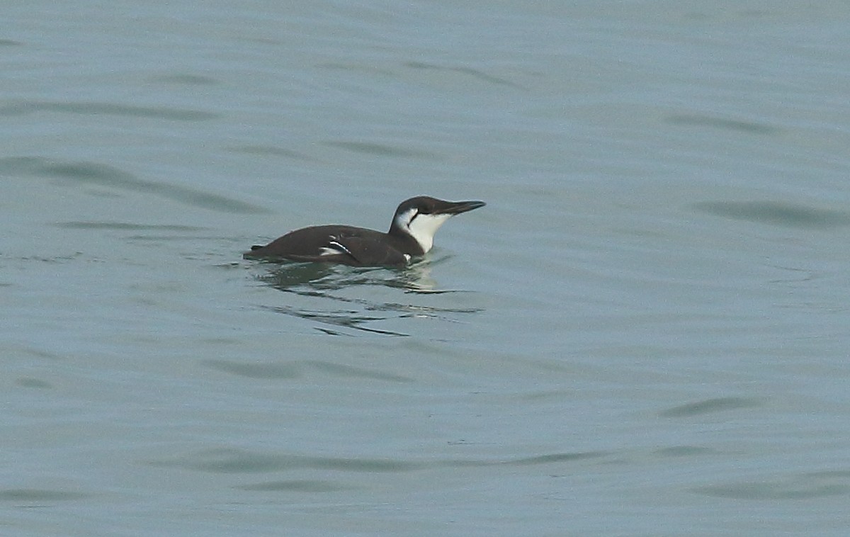 Common Murre - ML381209461