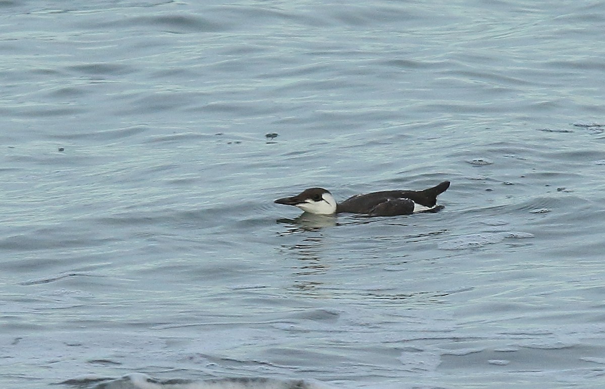 Common Murre - ML381209471