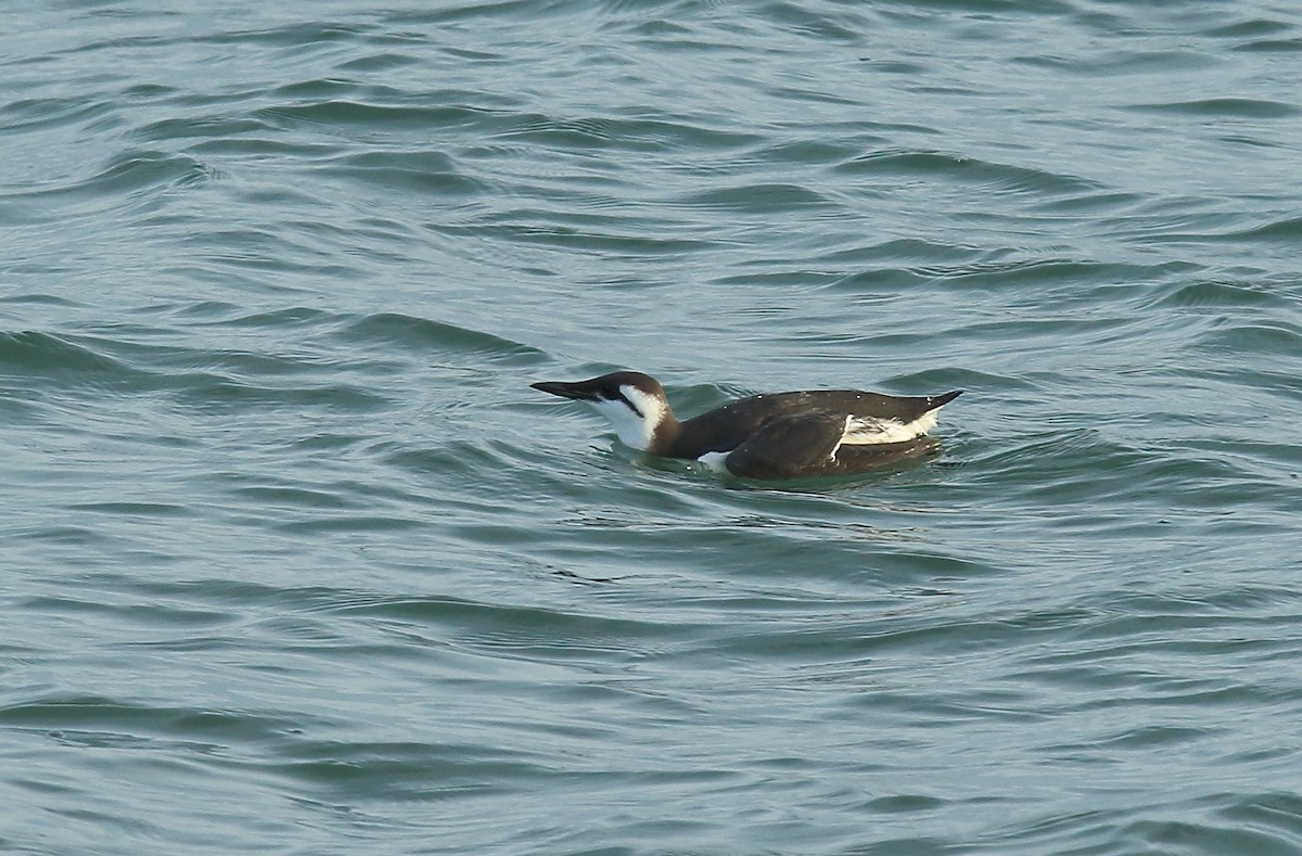 Common Murre - ML381209481