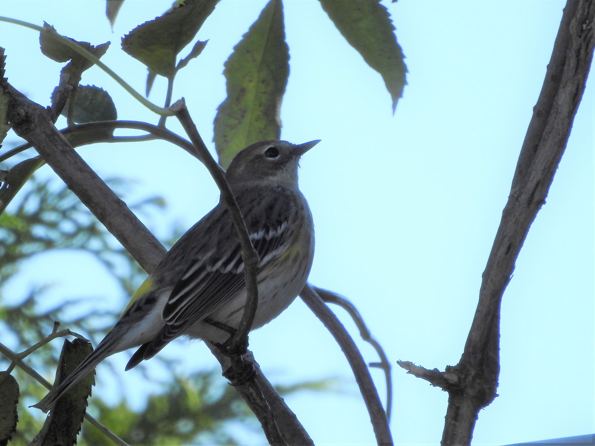 Yellow-rumped Warbler - ML381209491