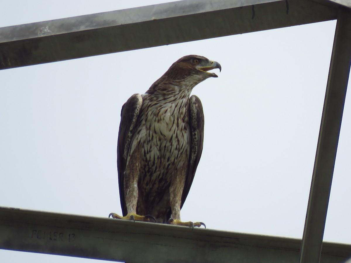 Bonelli's Eagle - ML38120951