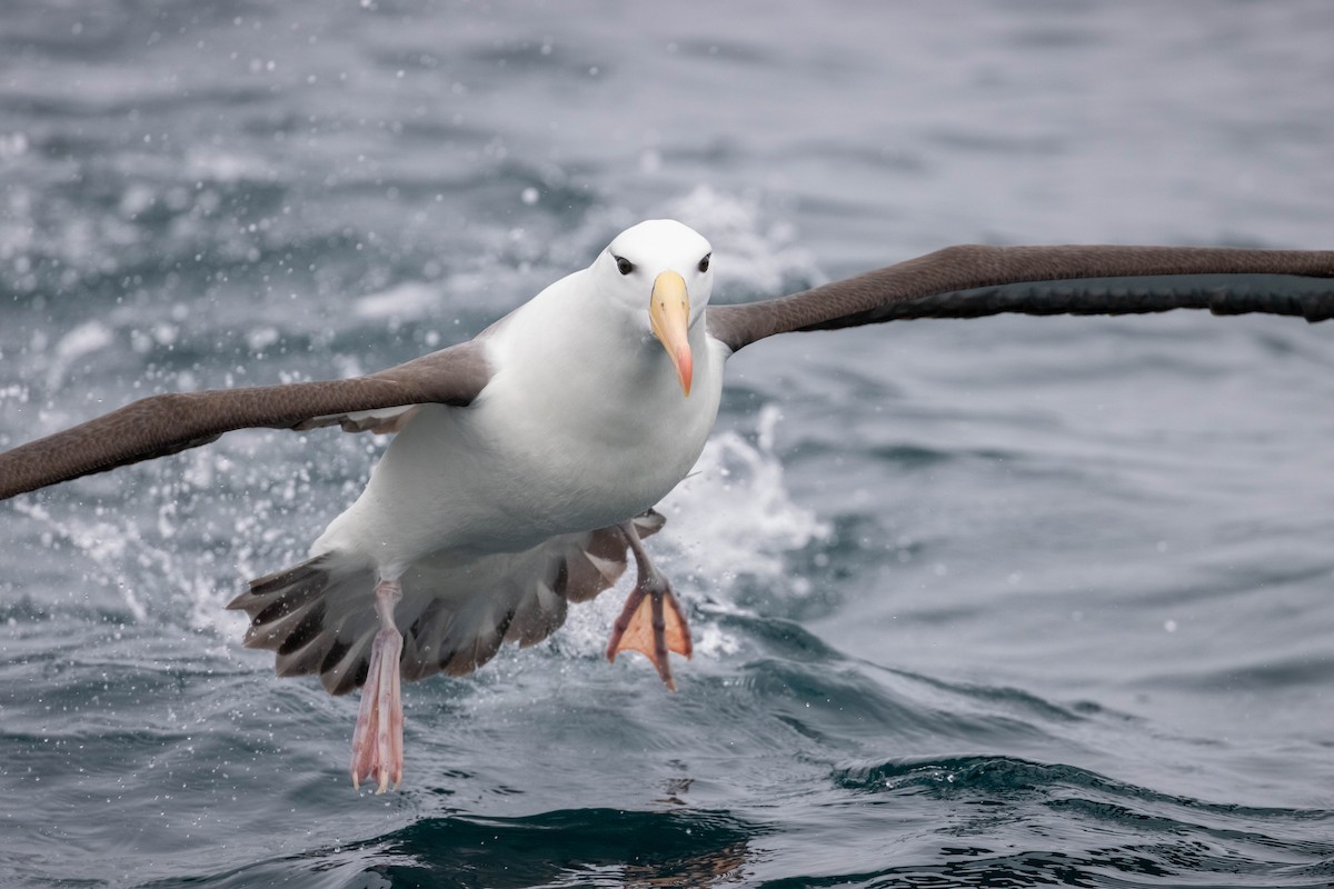 Black-browed Albatross - Claudio Véliz