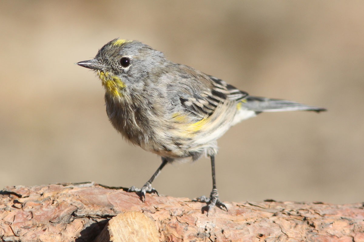 Kronenwaldsänger (Audubonwaldsänger) - ML38121081