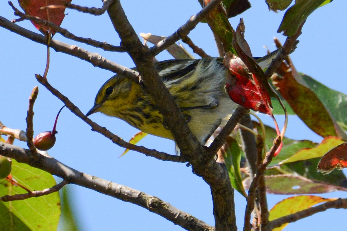 Cape May Warbler - ML381211061