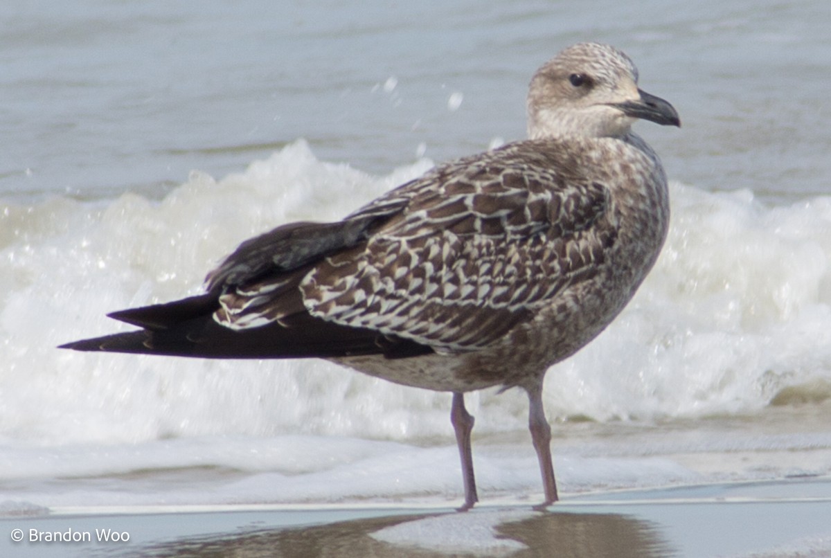 Gaviota Sombría - ML381211081