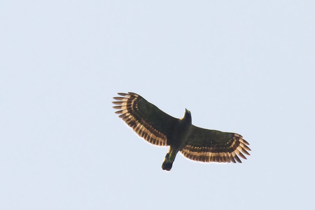 Philippine Serpent-Eagle - ML381211151