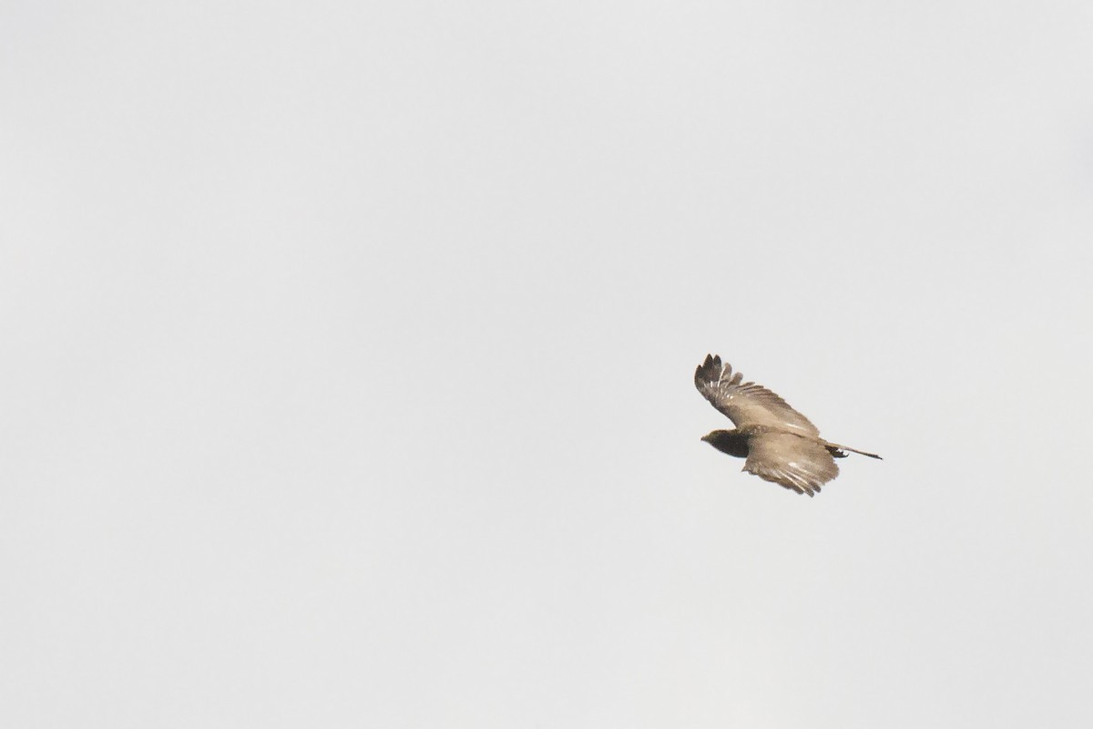 Philippine Serpent-Eagle - ML381211171