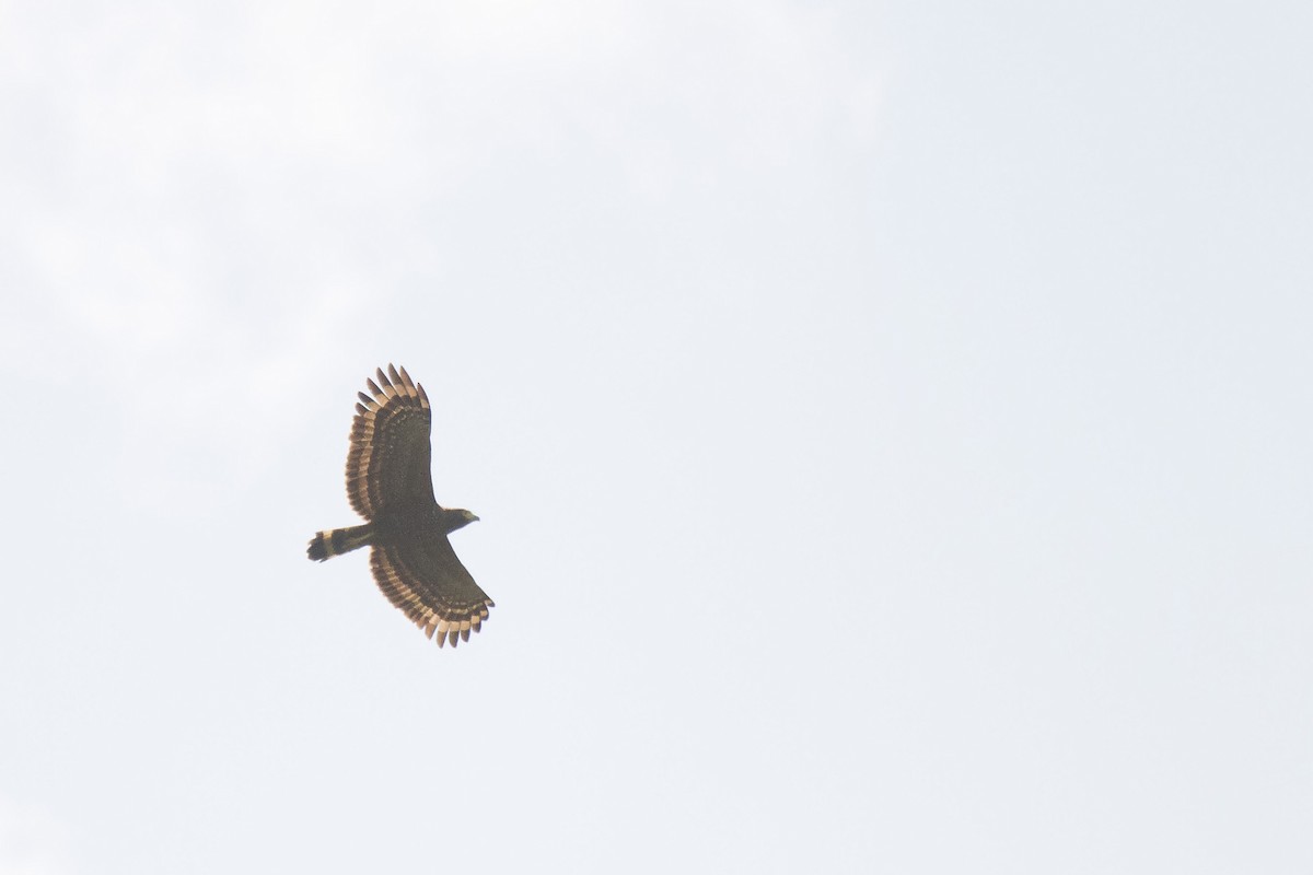 Philippine Serpent-Eagle - ML381211181