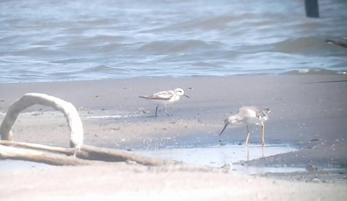 Bécasseau sanderling - ML381211381