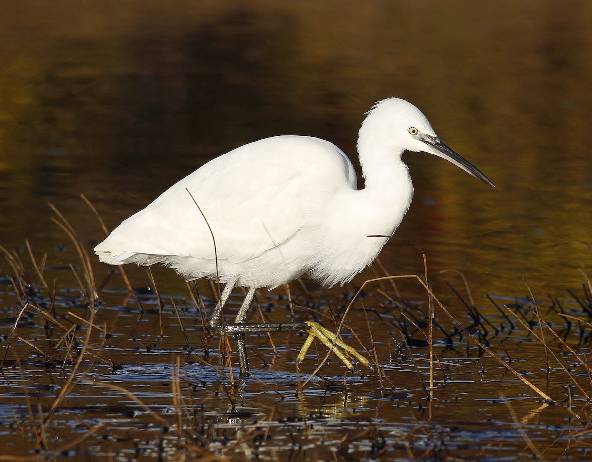 Little Egret - ML381212631