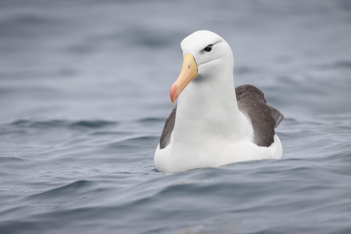 Black-browed Albatross - Claudio Véliz