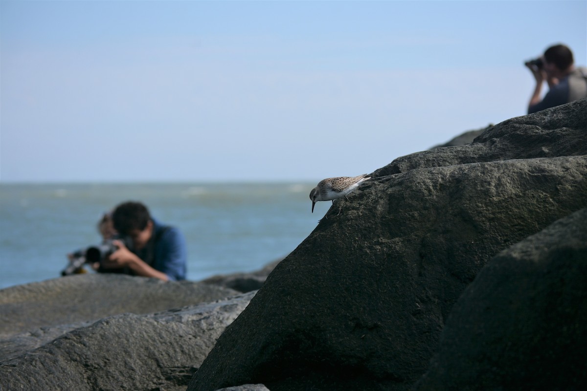 Semipalmated Sandpiper - Josh Davidson