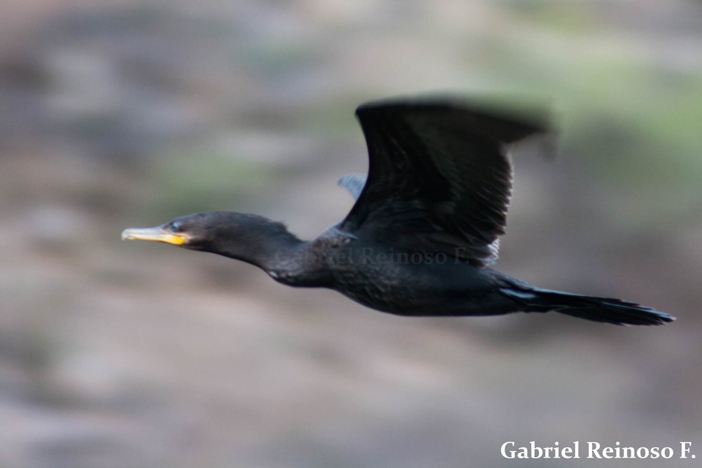 Neotropic Cormorant - ML38121531