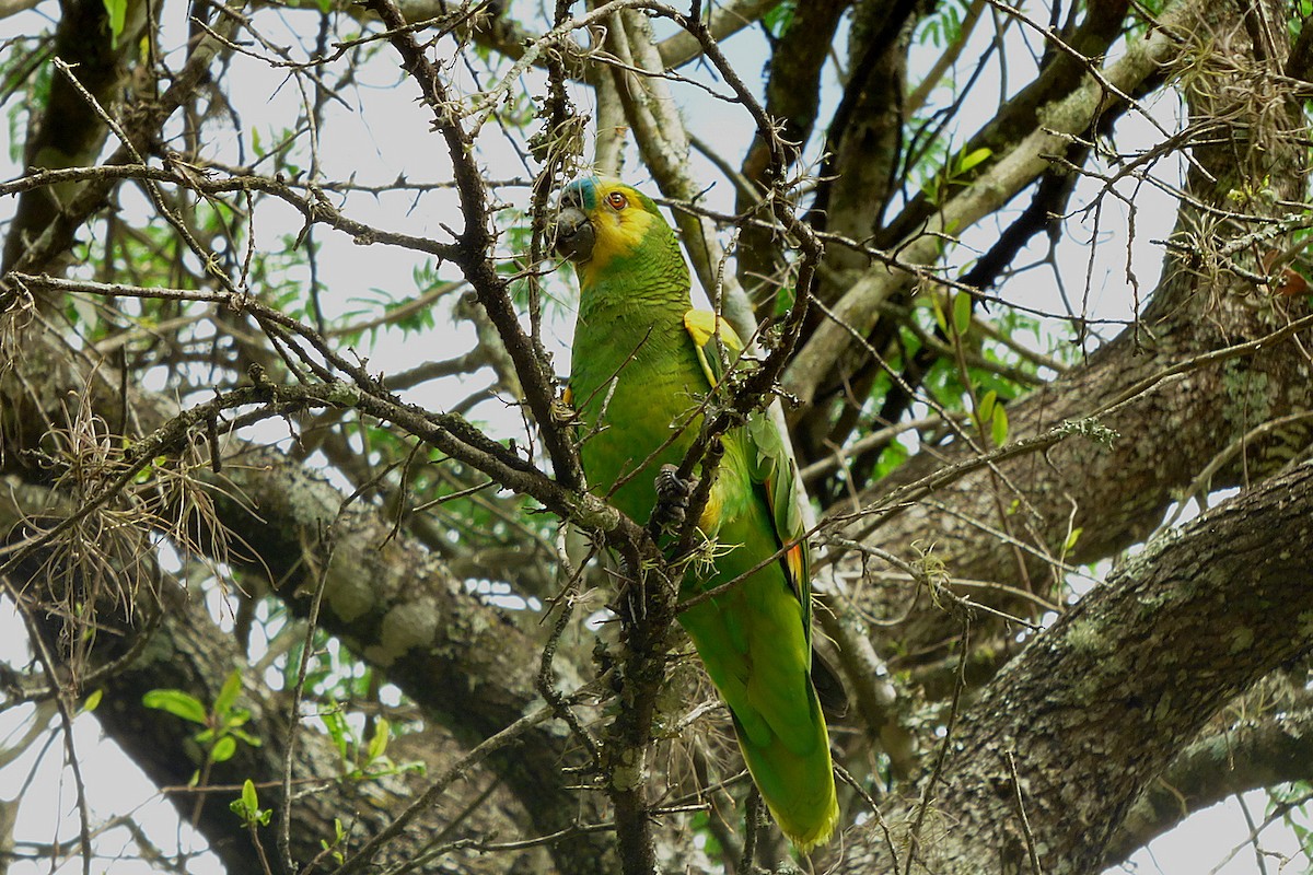 Turquoise-fronted Parrot - ML381215481