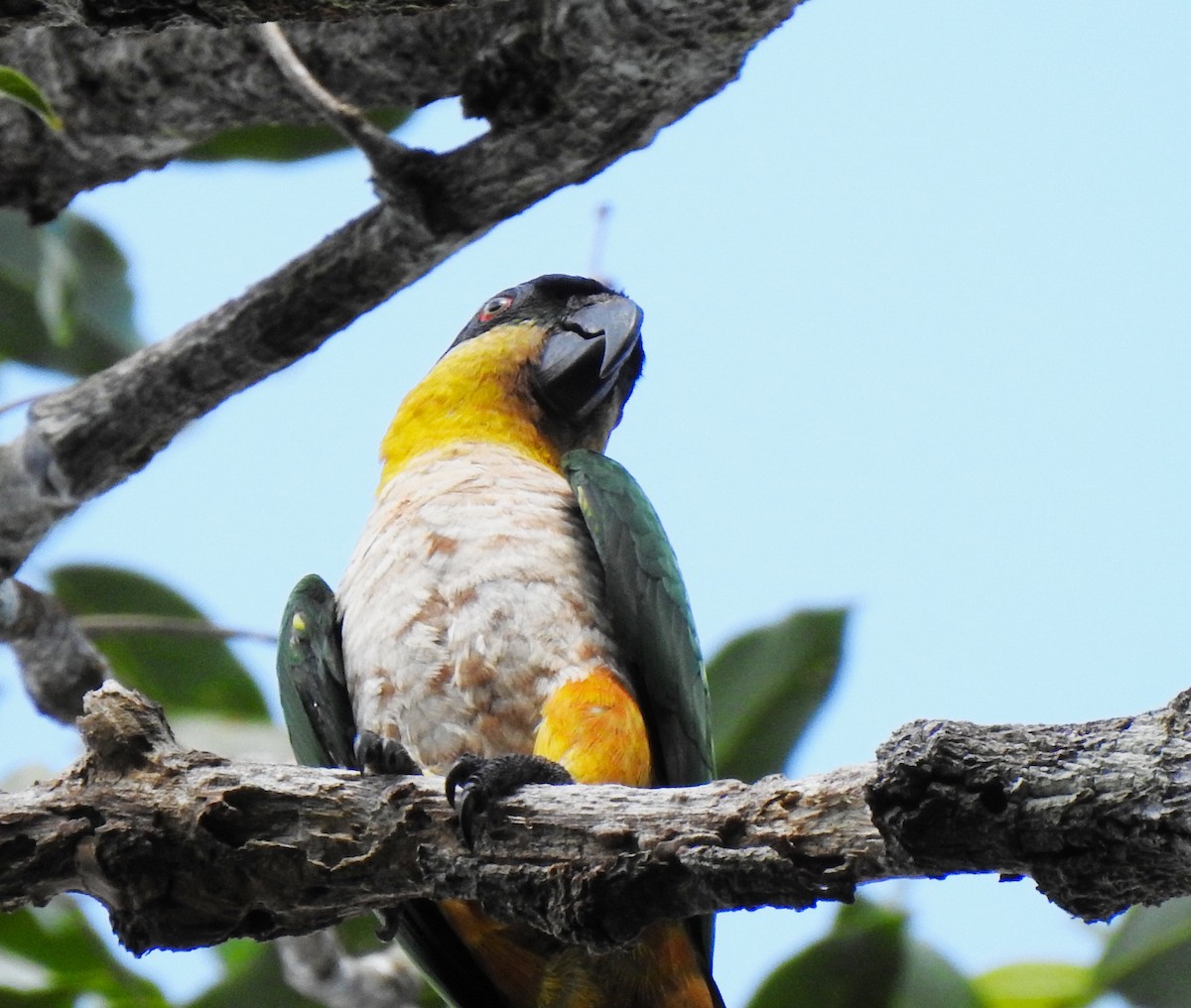 ズグロシロハラインコ - ML381216261