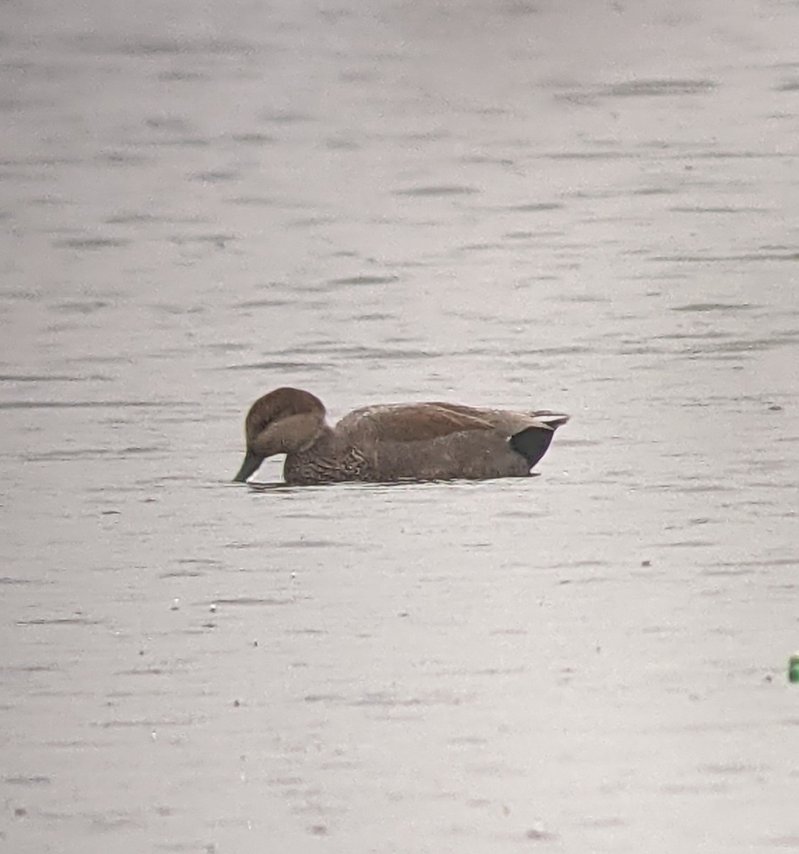 Gadwall - ML381216441